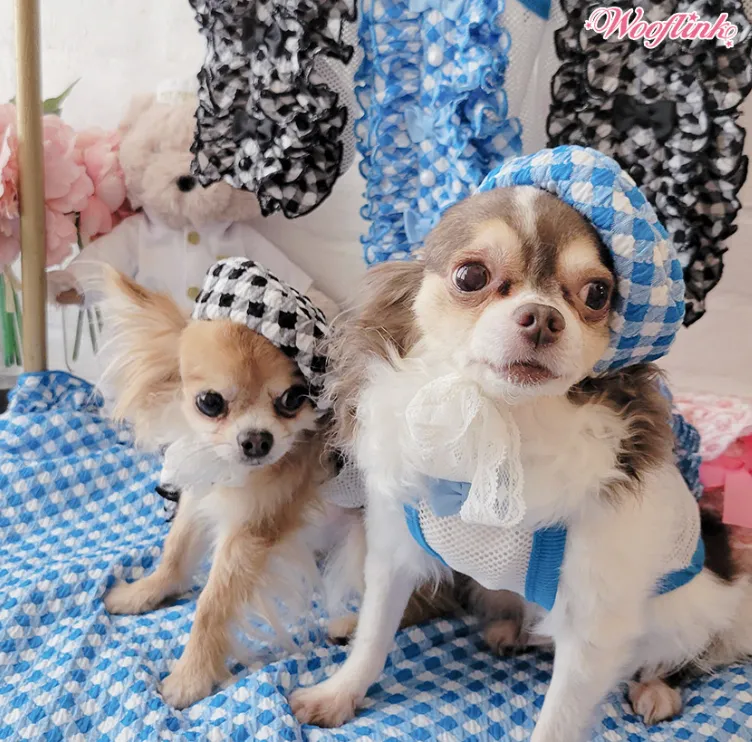 Wooflink Hey Gorgeous Beret in Blue